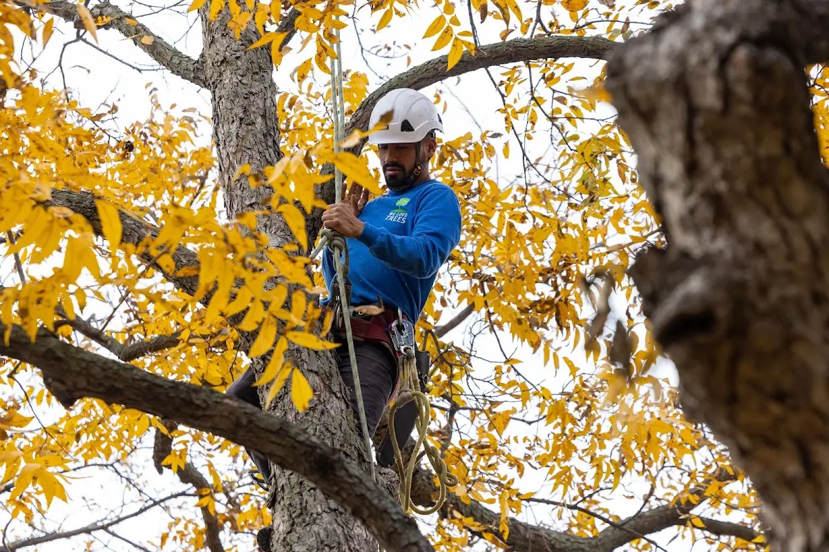 Skilled Tree Pruning crew working in Whitelaw