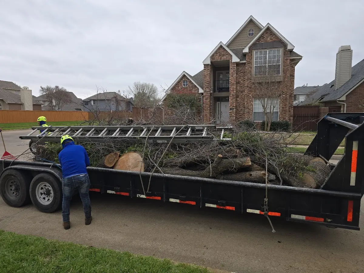 Expert Tree Removal with proper safety equipment in Whitelaw